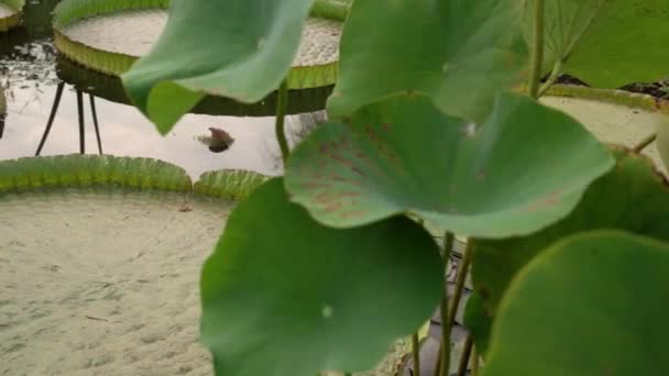 Jardín Agua Panorámica Estanque Que Crece Plantas Acuáticas Parque Hojas — Vídeos de Stock