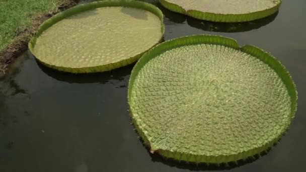 南美野生水生植物 园中的一个池塘里 生长着巨大的绿色漂浮着的叶子 这就是维多利亚 卡齐亚娜的潘 也被称为Irupe — 图库视频影像