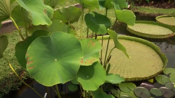 Waterplanten Pan Van Een Victoria Cruziana Ook Bekend Als Irup — Stockvideo