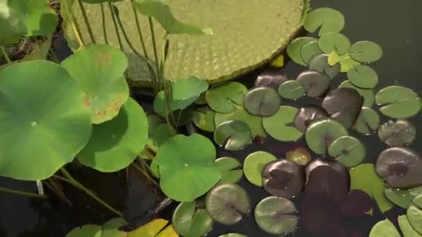 Wasserpflanzen Pfanne Eines Teiches Wächst Nymphaea Black Princess Winterhart Seerose — Stockvideo