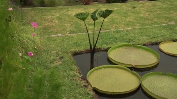 园中一个池塘的泛 生长着维多利亚 卡齐亚娜 仙人掌 涅菲亚 黑公主 新晋夏莲花等水生植物 — 图库视频影像