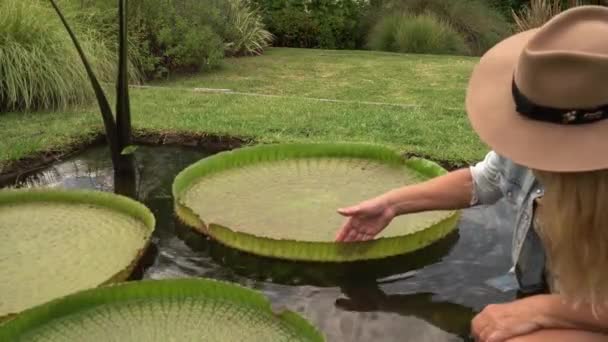 Projektowanie Ogrodów Ogrodów Widok Ogrodnika Dotykającego Gigantycznego Liścia Victoria Cruziana — Wideo stockowe