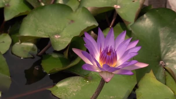 Plantes Aquatiques Vue Rapprochée Nymphaea Tina Nénuphar Tropical Fleur Violette — Video