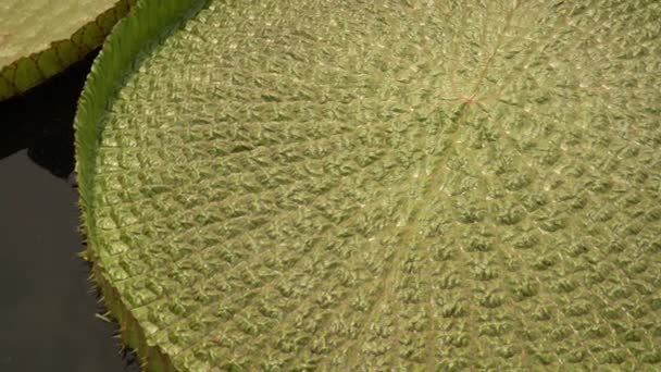 异国水生植物 金银花 也被称为皇家水百合 巨大的绿色漂浮着的叶子 生长在湖中 — 图库视频影像