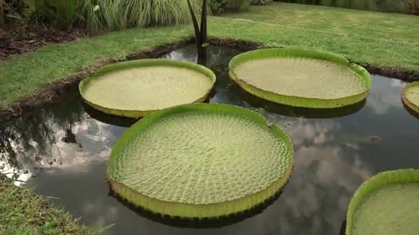 神奇的水园生长在公园池塘里的维多利亚 克鲁斯纳的倾角 也被称为Irupe 是一种巨大的绿色漂浮树叶 — 图库视频影像