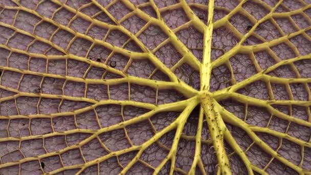 南美植物 维多利亚 卡齐亚纳的一个巨大的叶面下方 美丽的神经和荆棘质感和图案 — 图库视频影像