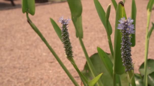 Vista Perto Pontederia Cordata Também Conhecido Como Erva Daninha Pickerel — Vídeo de Stock