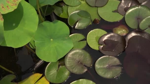 水生植物 一片汪洋的池塘里 生长着奈维尼亚黑公主哈迪水百合和新金霞荷花 美丽的绿叶 叶色和质感组合 — 图库视频影像