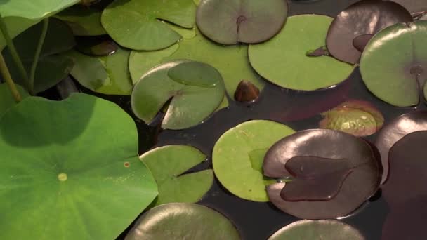 Bitkileri Büyüyen Bir Birikintisinin Pan Kara Prenses Dayanıklı Zambağı Xin — Stok video