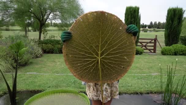 Tuinieren Waterplanten Onderhouden Vrouwelijke Tuinman Met Een Gigantisch Victoria Cruziana — Stockvideo