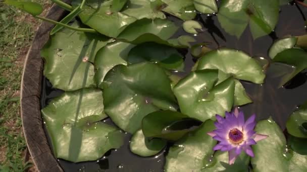 배럴에서 자라는 아름다운 보라색 — 비디오