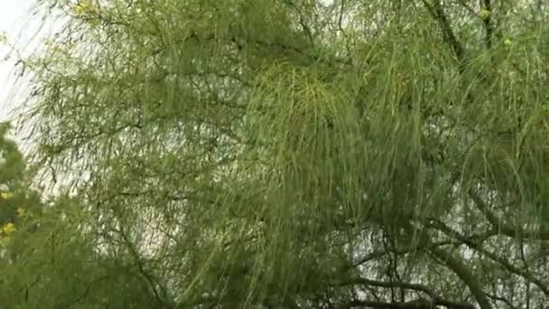 Pfanne Einer Parkinsonia Aculeata Auch Als Mexikanischer Palo Verde Baum — Stockvideo