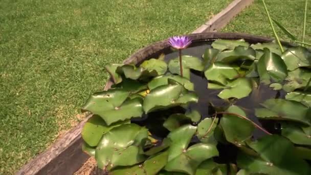 정원에서 배럴에서 자라는 아름다운 보라색 — 비디오