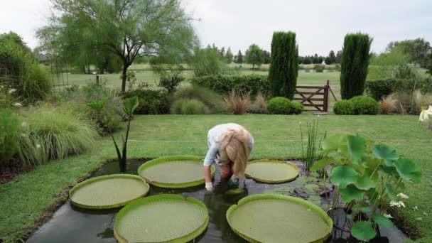 Tuinonderhoud Onderhoud Zicht Een Vrouw Vijver Groeiende Waterplanten Het Snijden — Stockvideo