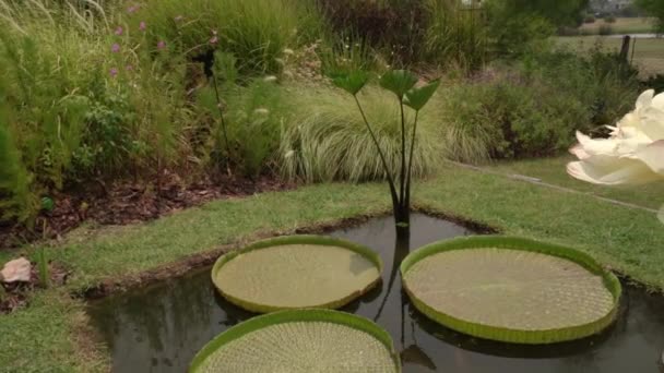 Landscaping Tuinontwerp Pan Van Een Waterplanten Waterplas Groeiend Een Victoria — Stockvideo