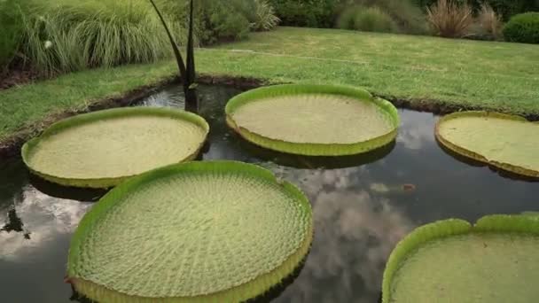 ランドスケープと庭のデザイン 水生植物の池のパンは イラップとして知られているビクトリアクルジアナを育て 巨大な浮遊緑の葉 — ストック動画