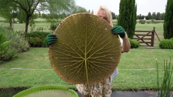 园丁手里拿着一片维多利亚 克鲁斯纳巨大的绿叶 刺和叶柄的特写视图 质感和图案优美 — 图库视频影像