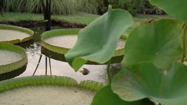 Jardín Agua Panorámica Estanque Que Crece Plantas Acuáticas Parque Hojas — Vídeos de Stock