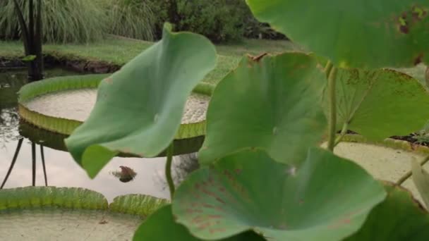 Bahçesi Parkta Bitkileri Yetiştiren Bir Göleti Tarıyorum Planda Xin Jin — Stok video