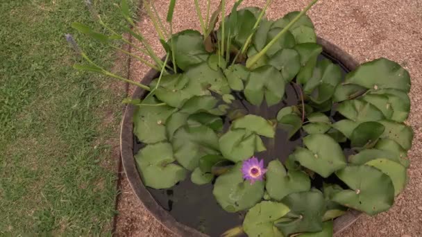 Rośliny Wodne Pan Nymphaea Tina Tropikalna Lilia Wodna Piękne Pływające — Wideo stockowe