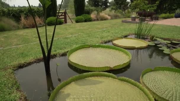 Waterplanten Pan Van Een Victoria Cruziana Ook Bekend Als Irup — Stockvideo