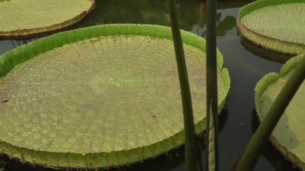 南美野生水生植物 一只维多利亚金丝雀的潘 也被称为Irupe 巨大的绿色浮叶 生长在一个池塘里 — 图库视频影像