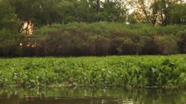 Side point of view of a boat traveling along the Parana river at sunset. We can appreciate the lily pads, Eichhornia crassipes, aquatic plants and trees of the rainforest.
