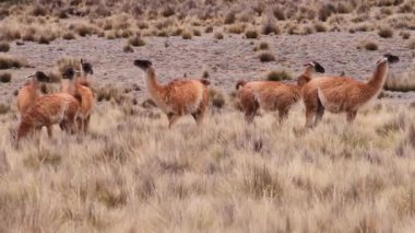 And Dağları 'nda otlayan bir grup guanacos, Patagonya