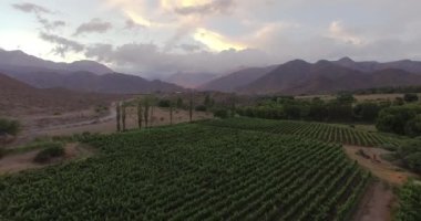 Cachi, Salta, Arjantin 'deki bir üzüm bağının hava görüntüsü. Burası And Dağları 'ndaki yüksek rakımlı üzüm bağlarıyla ünlüdür..