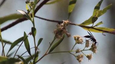 Wasp pollinating and flying around a flower in a wetland area.