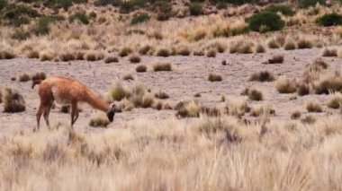 Yalnız Guanaco, sarı çayırlarda otluyor.