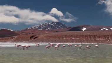 Laguna Brava 'da beslenen flamingolar, La Rioja, Arjantin. Bu istikamet And Dağları 'nın bir parçasıdır. Flamingolar beslenmek ve üremek için yazın seyahat ederler..