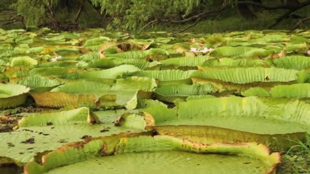 Водні Рослини Гігантські Водяні Лілії Вікторія Крузіана Також Відома Ірупе — стокове відео