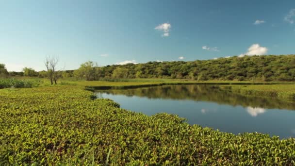 マングローブの風景 熱帯雨林のリリーパッドで覆われた湖のパン — ストック動画