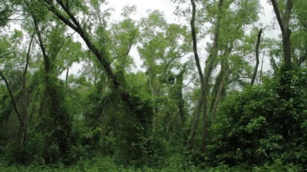 Тропічний Тропічний Лісовий Пейзаж Забруднення Пишної Рослинності Красиві Стовбури Дерев — стокове відео