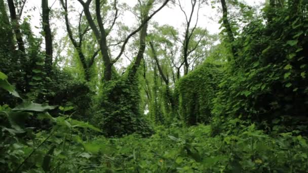 嵐の前に熱帯雨林の風景 デルタ国立公園の美しい緑の葉とジャングルツリーのトランクの上に構築 — ストック動画