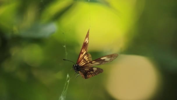 Mariposa Atrapada Una Telaraña Lucha Lucha Por Ser Libre — Vídeos de Stock