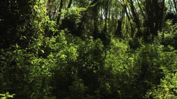 View Green Tropical Rainforest Tilt Forest Tree Trunks Beautiful Foliage — Stock Video