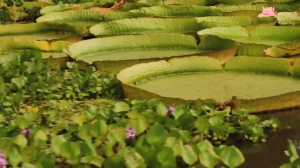 巨大な水のユリを探して川を航行する イルピー 巨大な緑の浮遊葉とピンクの花として知られているビクトリアクルジアナの近くの眺め 川岸で成長 — ストック動画