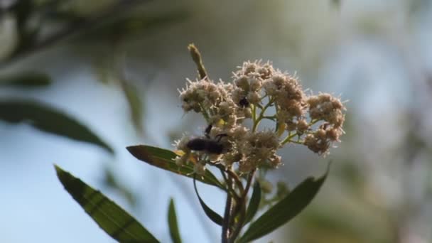 Nahaufnahme Einer Biene Die Weiße Blumen Bestäubt — Stockvideo