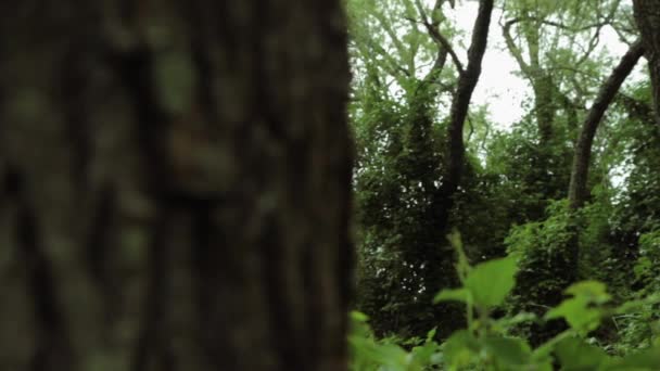 Pan Begint Achter Een Boomstam Toont Langzaam Regenwouden Planten Bladeren — Stockvideo