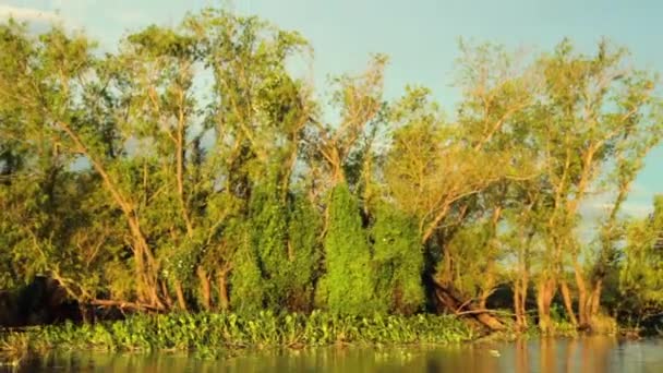 Тропічний Тропічний Лісовий Пейзаж Подорожуючи Вздовж Річки Бачимо Лілії Водні — стокове відео