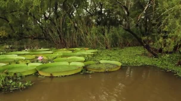 Вид Човен Гігантськими Водними Ліліями Вікторія Крузіана Росте Березі Річки — стокове відео