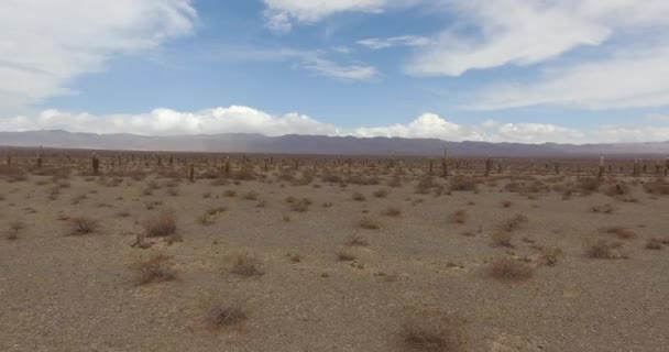 Luftaufnahme Der Wüste Und Des Riesigen Kaktus — Stockvideo