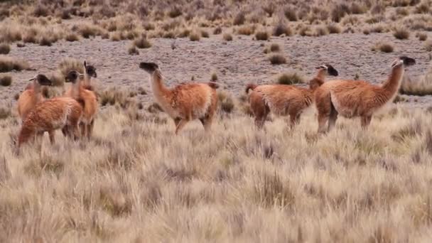 Grupo Guanacos Pastando Los Andes Patagonia — Vídeos de Stock