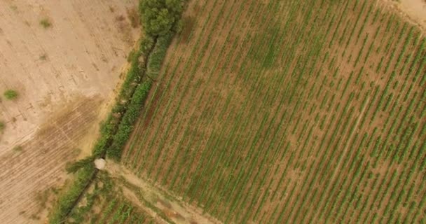 在阿根廷卡奇的一个酿酒厂的空中拍摄的头顶 这些葡萄园在安第斯山脉海拔很高的地方种植麦芽葡萄很受欢迎 — 图库视频影像