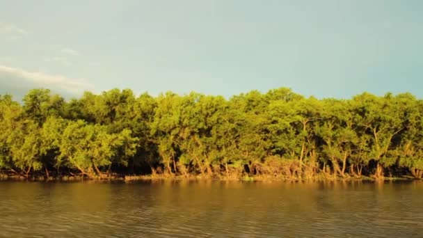Екотуризм Вид Човен Плаває Річці Вид Збоку Джунглі Заході Сонця — стокове відео