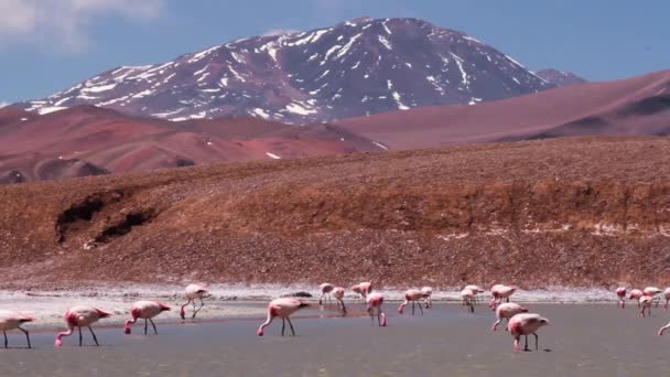 Vista Una Colonia Flamencos Alimentándose Lago Alto Cordillera Los Andes — Vídeo de stock