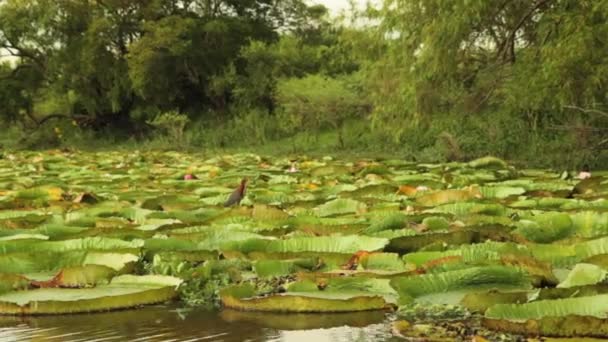 Ecosistema Plantas Acuáticas Selva Tropical Pájaro Parado Sobre Lirio Gigante — Vídeos de Stock