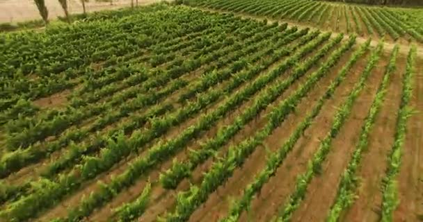 在葡萄园里的一排排葡萄藤上飞舞 — 图库视频影像